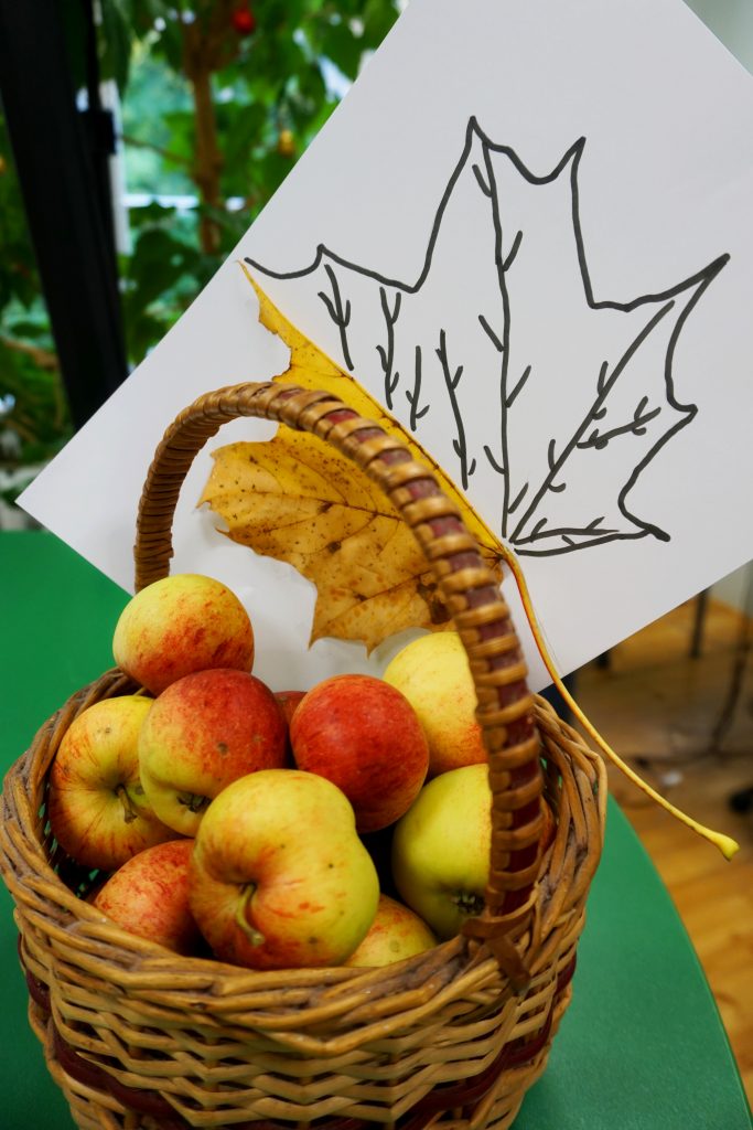 Puulehtede tundmaõppimine